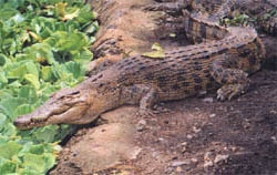 Crocodile in Talisay
