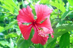 a hibiscus