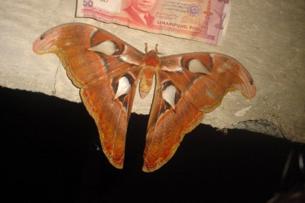huge Cebuano moth