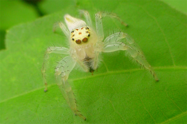 a semi-transparent spider